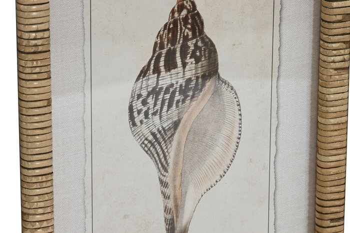 DKD Home Decor Cuadro Mediterráneo con Motivo Caracola en Madera de Abeto y Cristal, Colores Marrón y Beige, 30 x 40 x 2.5 cm - Lote de 9 Unidades