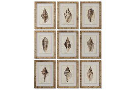 DKD Home Decor Cuadro Mediterráneo con Motivo Caracola en Madera de Abeto y Cristal, Colores Marrón y Beige, 30 x 40 x 2.5 cm - Lote de 9 Unidades