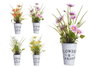 IBERGARDEN Planta Margarita Bote Metal Surtido 4