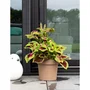 Garden ID Maceta redonda con depósito, estilo Glamour, 50 cm de diámetro, 47 L, 43 cm de altura, color Topo
