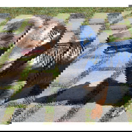 Nayeco Chaqueta con Capucha para Perros Planet Azul, Abrigo Impermeable con Borreguito Interior y Ojal Correa 35 cm