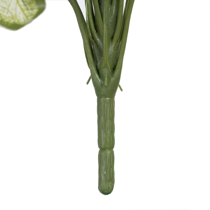 Ixia Rama Singonio Verde PVC 36 x 38 x 48 cm Ixia Rama Singonio Verde PVC 36 x 38 x 48 cm