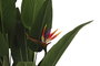 DKD Home Decor Planta Ave de Paraíso Verde y Naranja 90x90x200 cm
