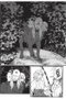 Chibonkaburi: La Corona Del Demonio 03