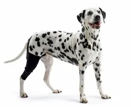 Kruuse Protector De Rodilla Rehab XXXS Izquierda, 80% Neopreno, 11% Nailon, 9% Poliéster, Para Perros Pequeños Como Bichón Frisé, Coton de Tulear, Shih Tzu