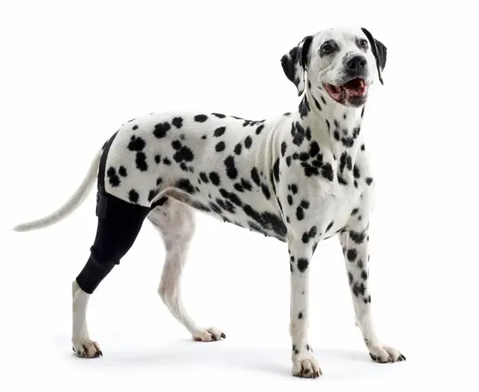 Kruuse Protector De Rodilla Rehab XXXS Izquierda, 80% Neopreno, 11% Nailon, 9% Poliéster, Para Perros Pequeños Como Bichón Frisé, Coton de Tulear, Shih Tzu