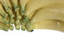 DKD Home Decor Figura de Gres Plátanos Amarillo