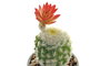 DKD Home Decor Planta Cactus Cerámica Gris Rosa 8 x 20 x 8 cm (8 Unidades)