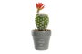 DKD Home Decor Planta de Cerámica Cactus Surtido 8x8x20 cm (Gris y Rosa)