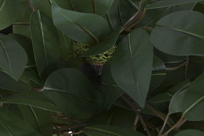 DKD Home Decor Árbol Ficus 2 copas 80 x 150 x 80 cm (2 Unidades) Verde