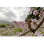 Samyang MF 2,8/14 MK2 Sony E