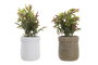 DKD Home Decor Planta PE EVA 16x16x21 Surtido de 2