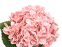 Ibergarden Rama Flores Rosa Envejecido 62 cm Plástico (Set de 12)