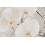 DKD Home Decor Cuadro Lienzo Jarrones y Orquídeas 122,5x82,5 cm (Pack de 2)