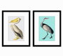 DKD Home Decor Cuadro PS 35X2X45 Aves Enmarcado Surtido de 4