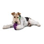 Petsafe Busy Buddy Squirrel Dude SM
