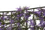 DKD Home Decor Jardín Vertical PE 50x50x5 UV Verde