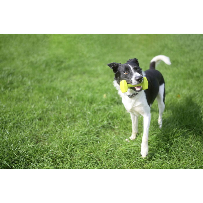 Coachi Mancuerna de Entrenamiento Lima para Perros, Juguete de Plástico Flotante para Lanzamiento y Recuperación, Adiestramiento de Cachorros y Perros de Caza