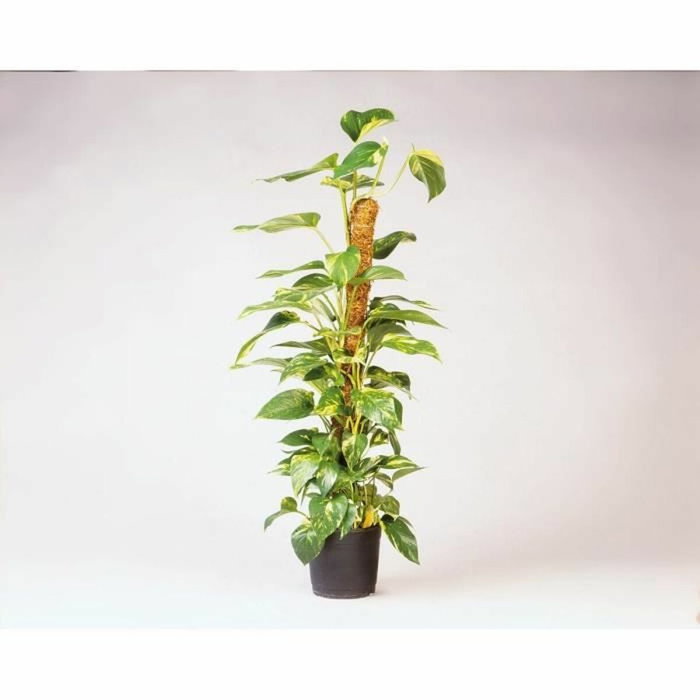 NATURE Protector de fibra de coco H120 cm x Ø42 mm NATURE Protector de fibra de coco H120 cm x Ø42 mm