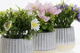 DKD Home Decor Planta Lila Rosa 13 x 15 x 13 cm (12 Unidades)