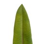 Hoja Mango Verde Polietileno Decoración 103 cm (Set de 24)