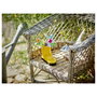 LEGO Creator 3 en 1 Flores en Regadera 31149, 420 piezas