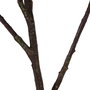 Planta Magnolia Verde-Blanco Goma 120 cm