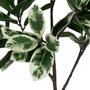 Ixia Planta Magnolia Verde-Blanco 120 cm