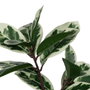 Ixia Planta Magnolia Verde-Blanco 120 cm