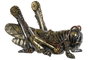 DKD Home Decor Figura de Resina Saltamontes Gris y Multicolor 24x13x13 cm