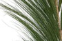 DKD Home Decor Decoración Rayung y Bambú 30x1,5x240 Surtido 2 Colores