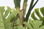 DKD Home Decor Árbol Monstera Verde y Marrón 75x75x180 cm