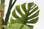 DKD Home Decor Árbol Monstera Verde y Marrón 75x75x180 cm