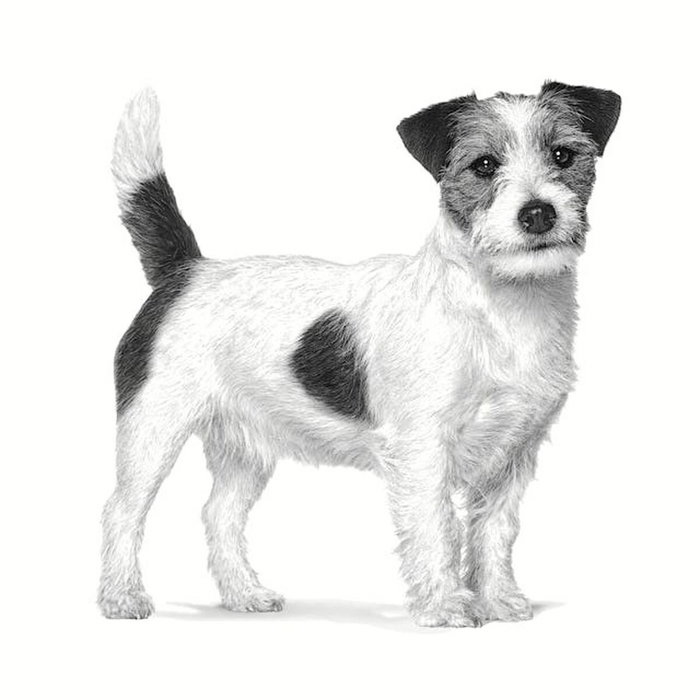 Royal Canin Canine Anallergenic Small Dog 1,5kg