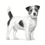 Royal Canin Canine Anallergenic Small Dog 1,5kg