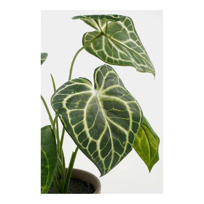 Mica Decorations Maceta con Caladium oreja de elefante verde, Ø21 x 28 cm