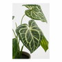 Mica Decorations Maceta con Caladium oreja de elefante verde, Ø21 x 28 cm