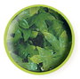 ZooMed Planta Plástico Congo Ivy Pequeña