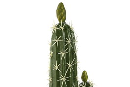 DKD Home Decor Planta Tropical Verde 18 x 12.5 x 54 cm (4 Unidades) Cactus