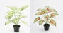 DKD Home Decor Planta Tipo Taro Surtido de 12 Piezas (Verde, Blanco, Rojo) Dimensions 30x43x54 cm