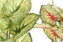 DKD Home Decor Planta Tipo Taro Surtido de 12 Piezas (Verde, Blanco, Rojo) Dimensions 30x43x54 cm