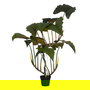 Planta Colocasia Verde Polietileno 185 cm