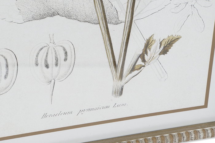 Cuadro DKD Home Decor Moderno Plantas botánicas 45 x 2,5 x 60 cm (6 Unidades)