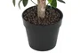 DKD Home Decor Árbol Topiario Verde y Marrón de 150 cm
