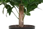DKD Home Decor Árbol Topiario Verde y Marrón de 150 cm