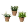 Everlands Maceta con Planta Artificial de Interior, Plástico, Modelos Variados, Ø15 x 17 cm, Presentado en Expositor de 12 Unidades