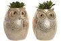 DKD Home Decor Figura de Búho en Resina Surtida