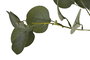 DKD Home Decor Árbol Decorativo Eucalipto 2 Verde 80 x 180 x 80 cm de PE y Cemento (2 Unidades)