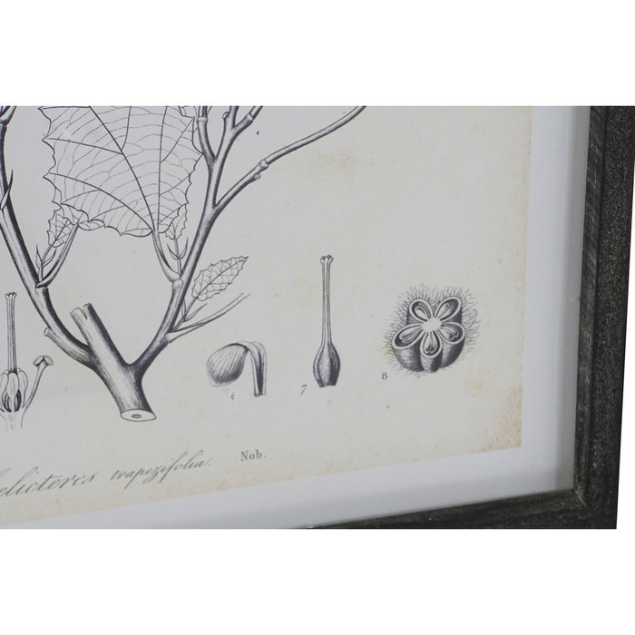 DKD Home Decor Set de 4 Cuadros Botánicos con Cristal y MDF 45x60 cm DKD Home Decor Set de 4 Cuadros Botánicos con Cristal y MDF 45x60 cm