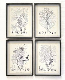 DKD Home Decor Set de 4 Cuadros Botánicos con Cristal y MDF 45x60 cm